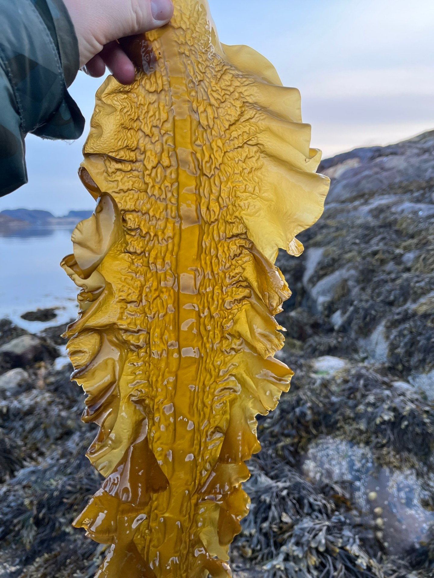 Sukkertare – Fesk-kjerringa