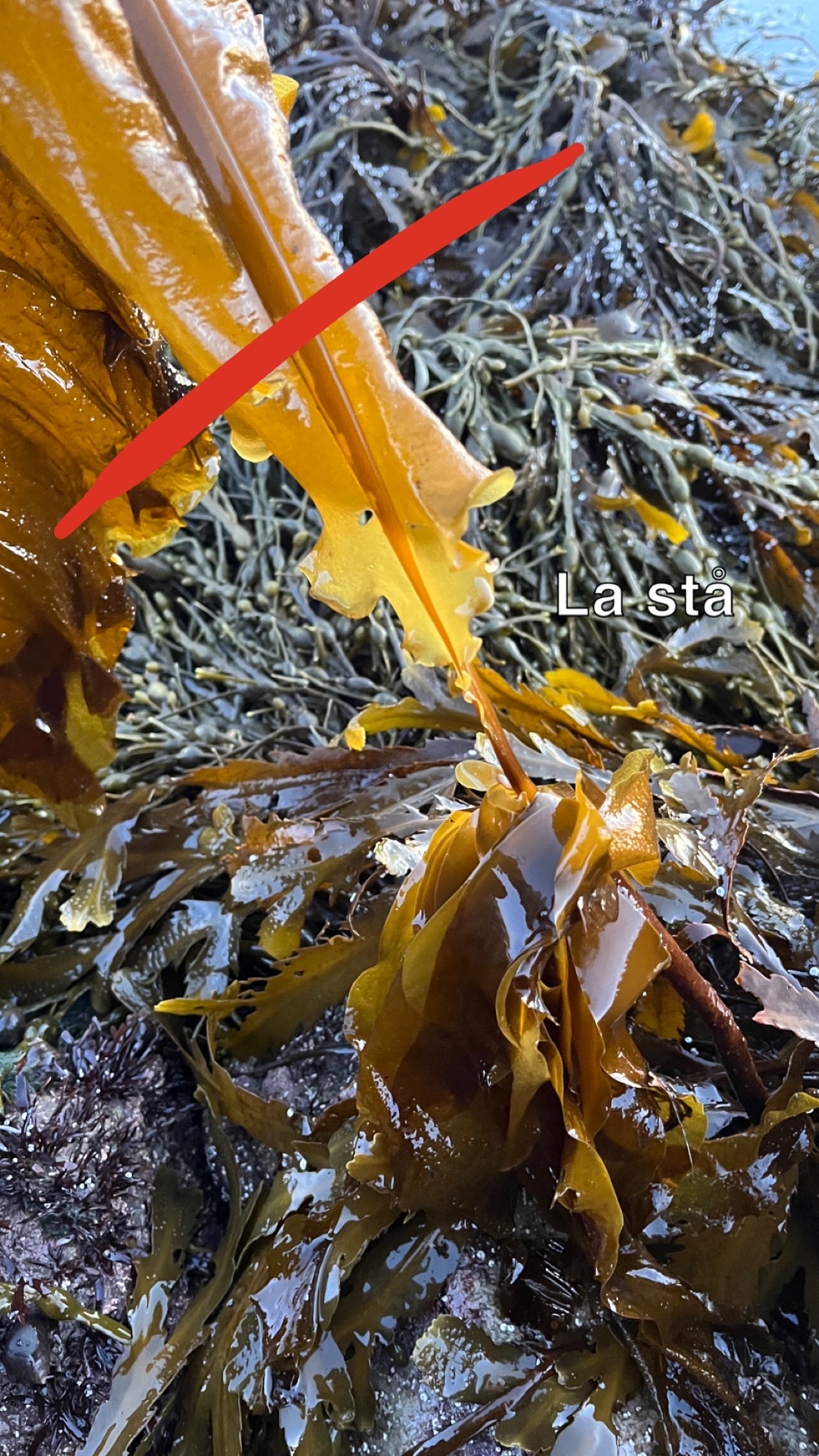 Butare – Fesk-kjerringa